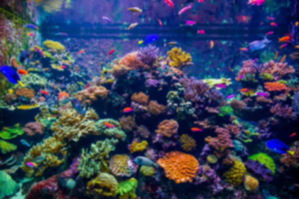 Best Aquarium Shop in Singapore